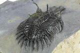 Short Trident Walliserops Trilobite - Timrzit, Morocco #348372-5